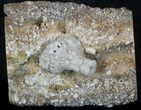 Uperocrinus Crinoid Calyx - Missouri #58271-2